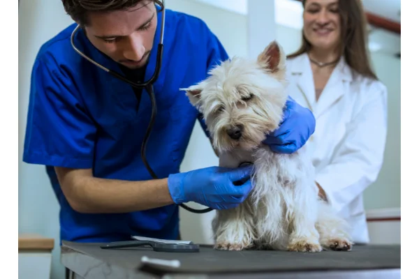 Quanto costa un corso di assistente veterinario?